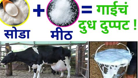 गाय म्हैस चे दूध वाढवणारा देशी उपायcow Buffalo Heatmilk Increase In Cowbuffalodesi Upay