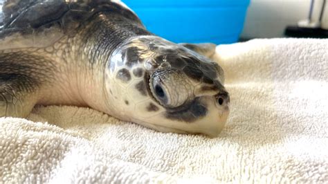 Clearwater Marine Aquarium Releases Rehabilitated Sea Turtles Wtsp