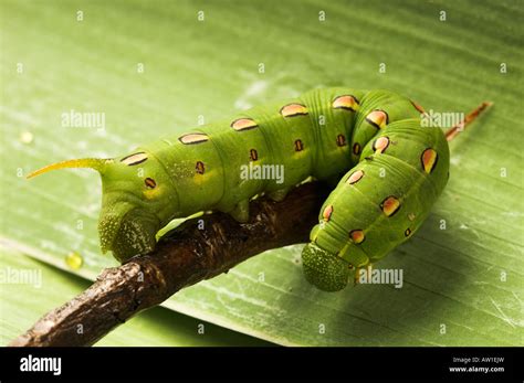 White Lined Sphynx Caterpillar Hyles Lineata Also Known As Hawk