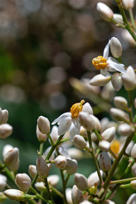 Flowers Nandina Sacred Bamboo - Free photo on Pixabay - Pixabay