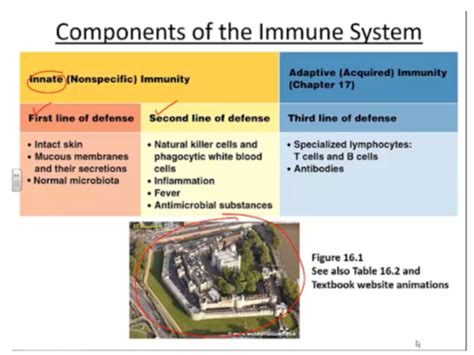 Chapters 16 17 Innate And Adaptive Immune Responses Flashcards Quizlet