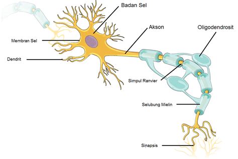 Bagian Neuron Dan Fungsinya Brain