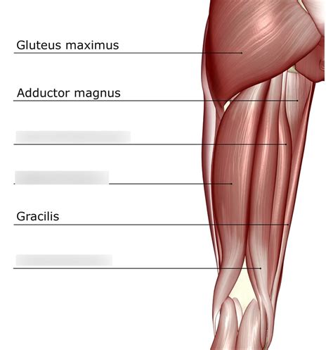 Muscles Of Posterior Thigh Diagram Quizlet