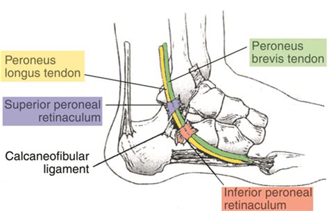 Peroneal Tendon Foot Anatomy