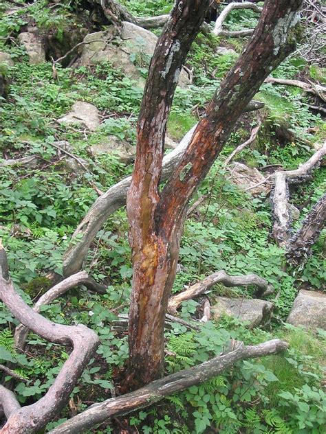 高山杜鹃 Dead Azalea Trees Da Cong Flickr