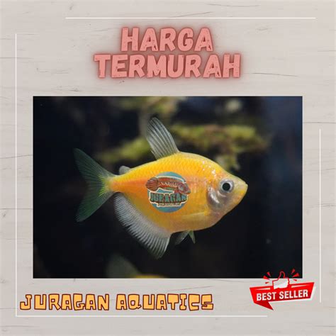 Jual Ikan Hias Aquascape Aquarium Glofish Warna Warni Ikan Glow Fish