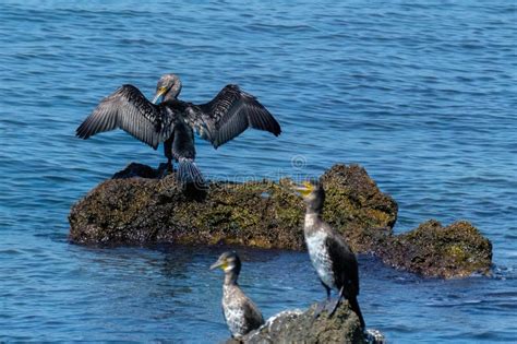 The Great Cormorant Phalacrocorax Carbo Stock Photo Image Of Great