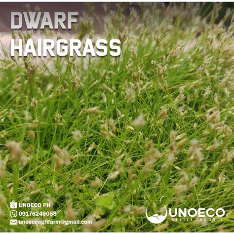 Dwarf Hairgrass Eleocharis Parvula Shopee Philippines