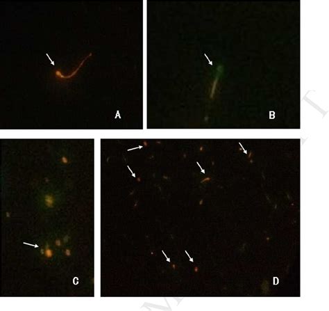 Figure 2 From Application Of A Microfluidic Sperm Sorter To In Vitro