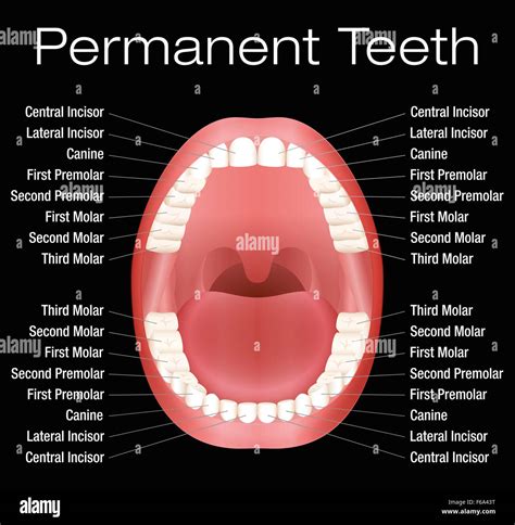 Human Teeth Names Diagram