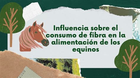 Consumo De Fibra En Los Equinos Arienis Uzc Tegui Udocz