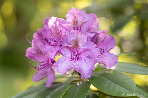 My rhododendron in bloom on Behance