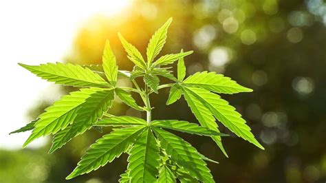 Noch Kein Antrag Genehmigt Hessen Noch Ohne Cannabis Anbauverein