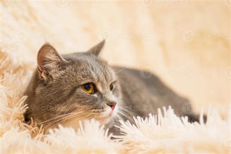 Cat Is Lying On Soft Pink Fluffy Plaid Portrait Of Beautiful Gray