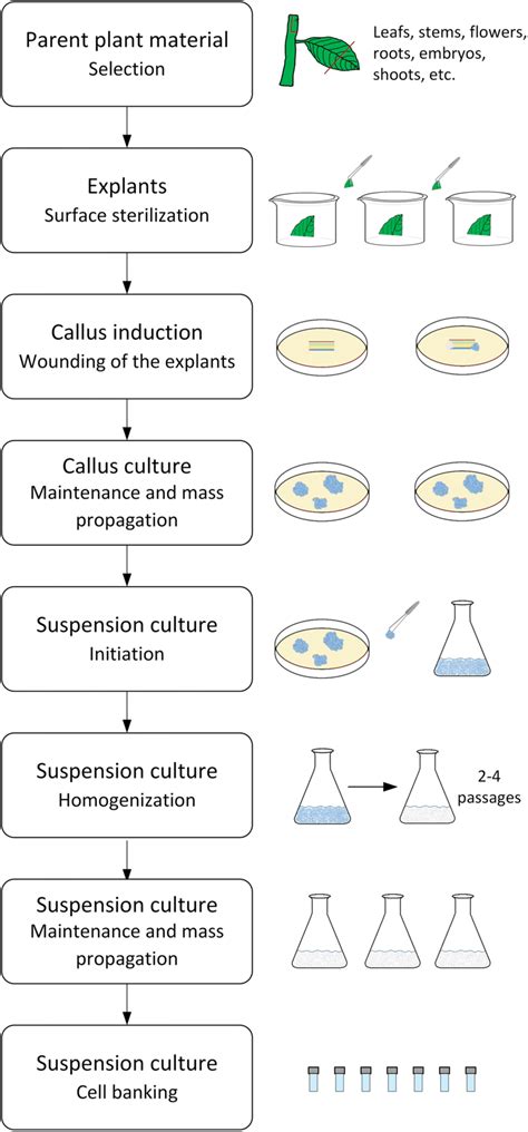 Suspension Cell Culture Protocol