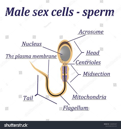 Diagram Male Sex Cells Sperm Stock Illustration 1282895347 Shutterstock