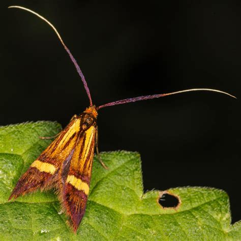 Latest Micro Photos Suffolk Moths The Macro And Micro Moths Of