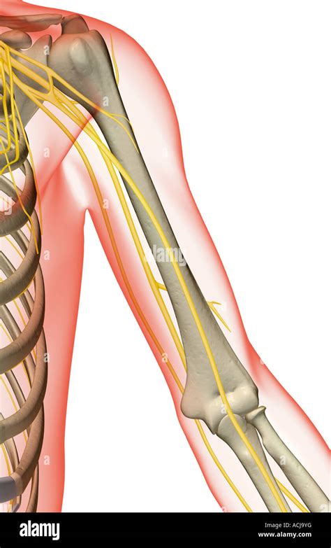 Body Anatomy Upper Extremity Nerves The Hand Society Atelier Yuwa