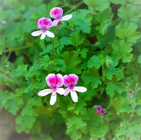 Maple Leaf Geranium Photo Taken At The Muttarts Conservatory In