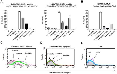 IL 2 Production From OVA Specific CD8 T Cell Hybridoma RF 33 70