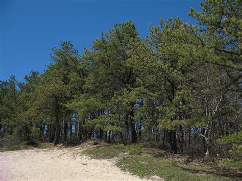 Hiking On Li The Pine Barrens Of Course Rlongisland