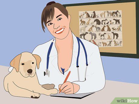 How to Care for a Diabetic Dog: 11 Steps (with Pictures) - wikiHow Pet