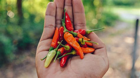 The Ultimate Guide To Thai Chili Peppers