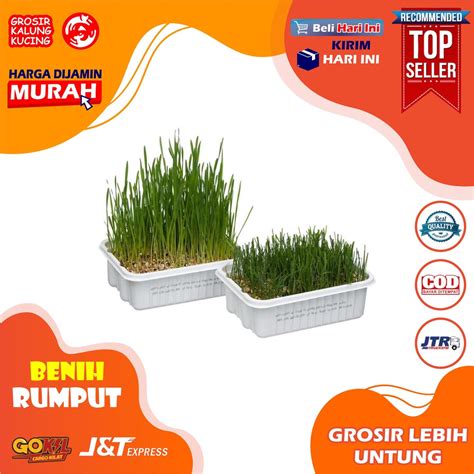 Jual BENIH RUMPUT GANDUM KUCING 500 Seeds Cat Grass Seed Biji Benih