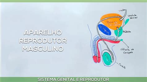 Sistema Reprodutor Masculino Youtube