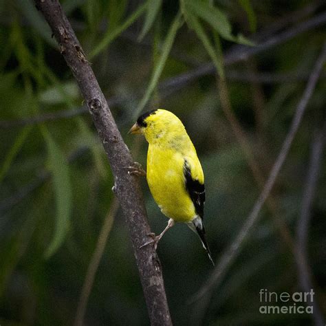 Bird In Everything: Birds Yellow Finch