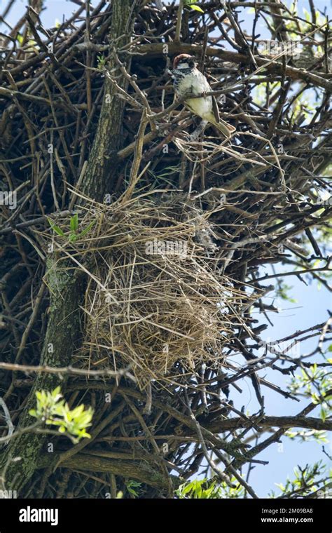 Spanish Sparrows Passer Hispaniolensis Nest In Rooks Nests Where