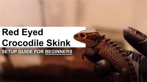 Complete Red Eyed Crocodile Skinks Care And Setup Guide For Beginners Geckopia Youtube