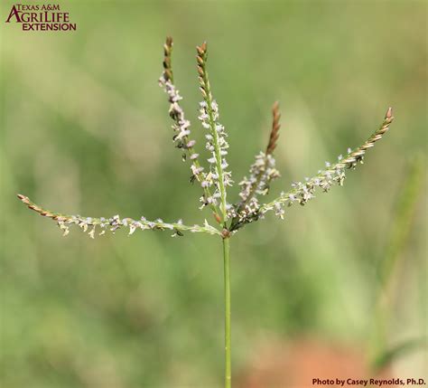 Cynodon Dactylon Bermuda Grass Seeds Outlet Store Oceanproperty Co Th