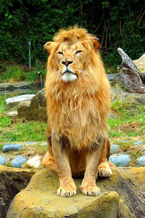 Lion Sitting