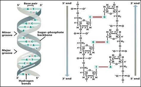 Double Helix Dna Model By Watson And Crick