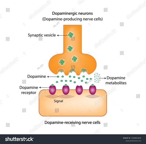 Dopaminergic Neurons: Over 24 Royalty-Free Licensable Stock Vectors ...