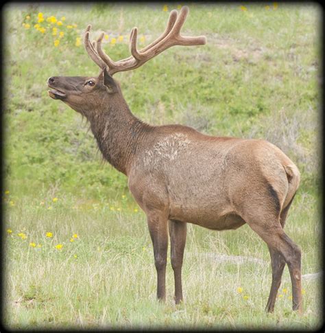 ROCKY MOUNTAIN ELK | Rocky mountains, Wildlife, Elk