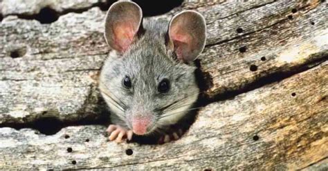 Bushy-tailed Woodrat Behavior - AnimalBehaviorCorner