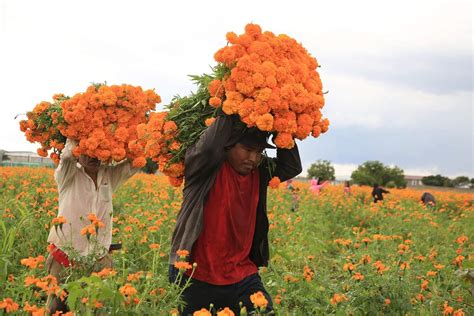 Solve Flores para el Día de Muertos jigsaw puzzle online with 96 pieces