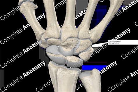 Capitate Bone | Complete Anatomy