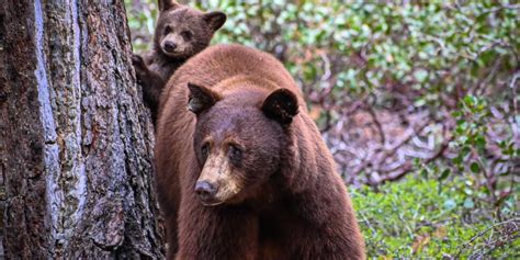 Orsa Amarena Ritrovati I Due Cuccioli Si Erano Rifugiati Nelle