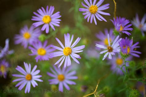 Purple Asters | MarvinBowen.com