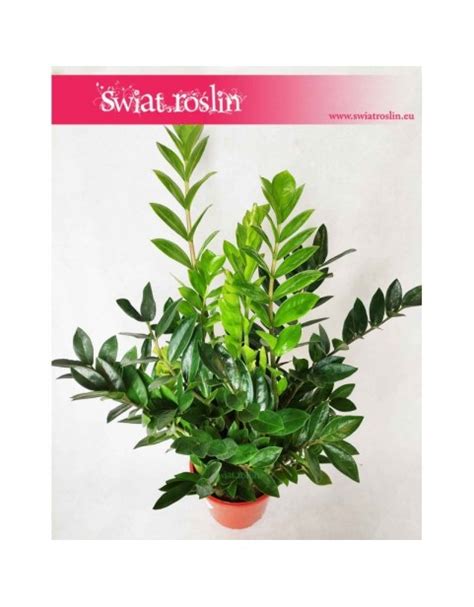 Zamiokulkas Zamiolistny Zamioculcas Zamiifolia Wiat Ro Lin Sklep Z