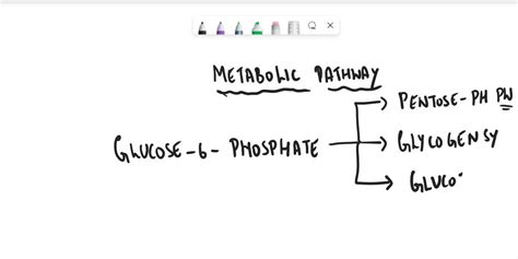 Solved Glucose Phosphate G P Is An Important Intermediate