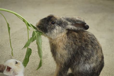 Feeding rabbits stock photo. Image of baby, brown, adorable - 159219346