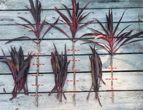 How To Propagate Hawaiian Ti Plants Cordylines From Cuttings So