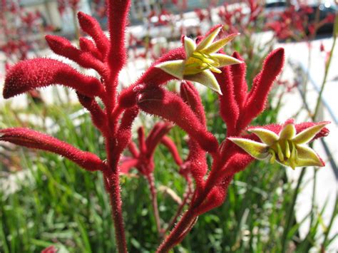 Anigozanthos Big Red Kangaroo Paw Pot Hello Hello Plants