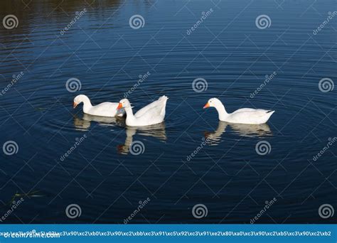 Tres Gansos Blancos Nadan En Un Lago Con Agua Verde Una Bandada De