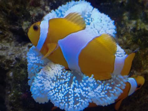 Nemo Peixe Palha O Peixe Foto Gratuita No Pixabay Pixabay