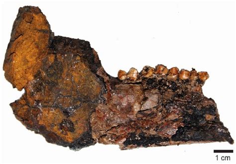 Sciency Thoughts: Mammal remains from the Early Eocene of northern ...